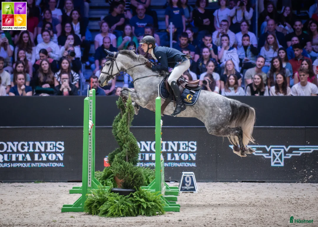 Hoppning hästar till salu: 148 Big Tracks ponies at Gateau Stables France - Annons 11