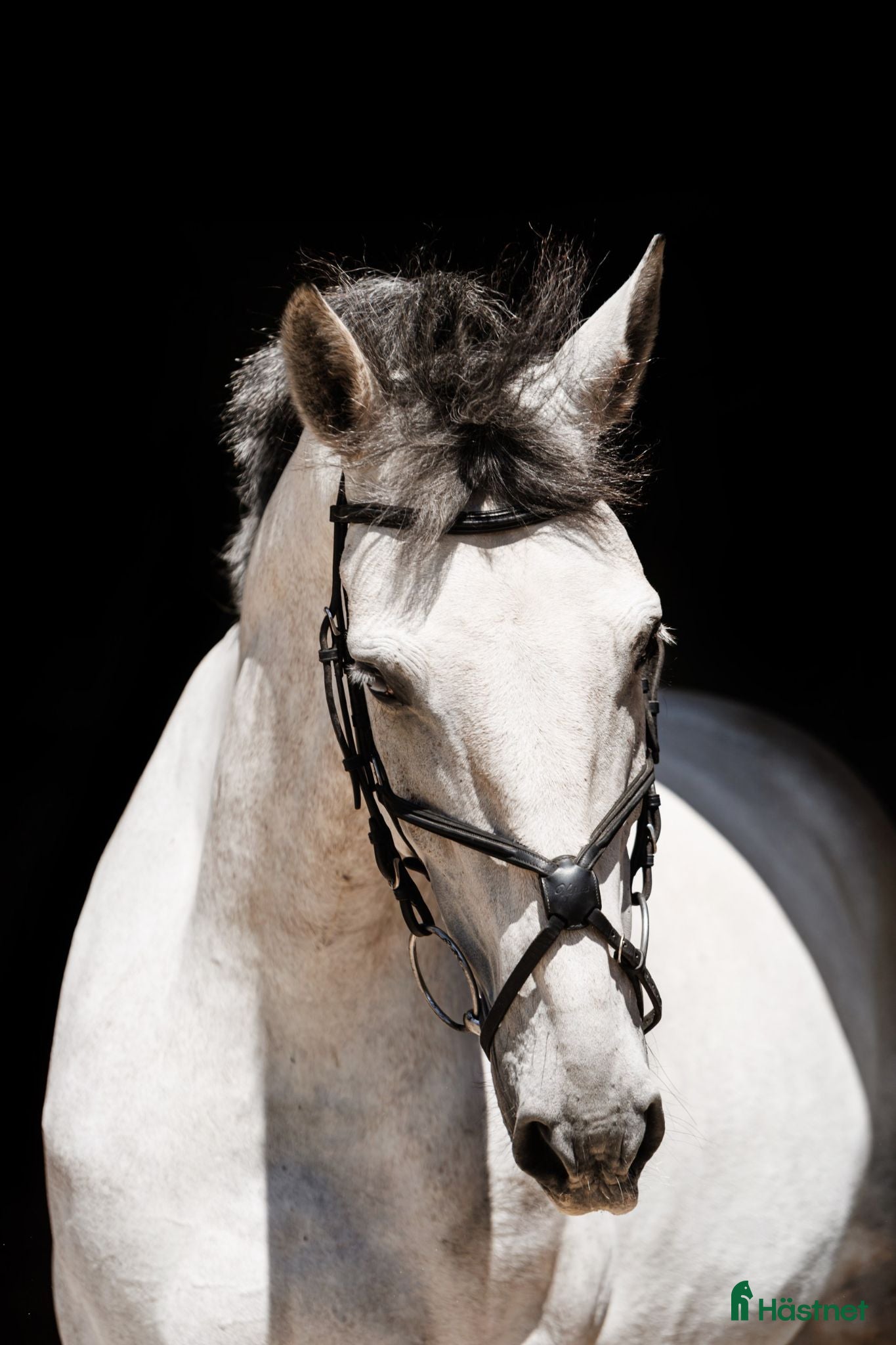  hästar Gorgeous 4 yo gelding   - Annons 2