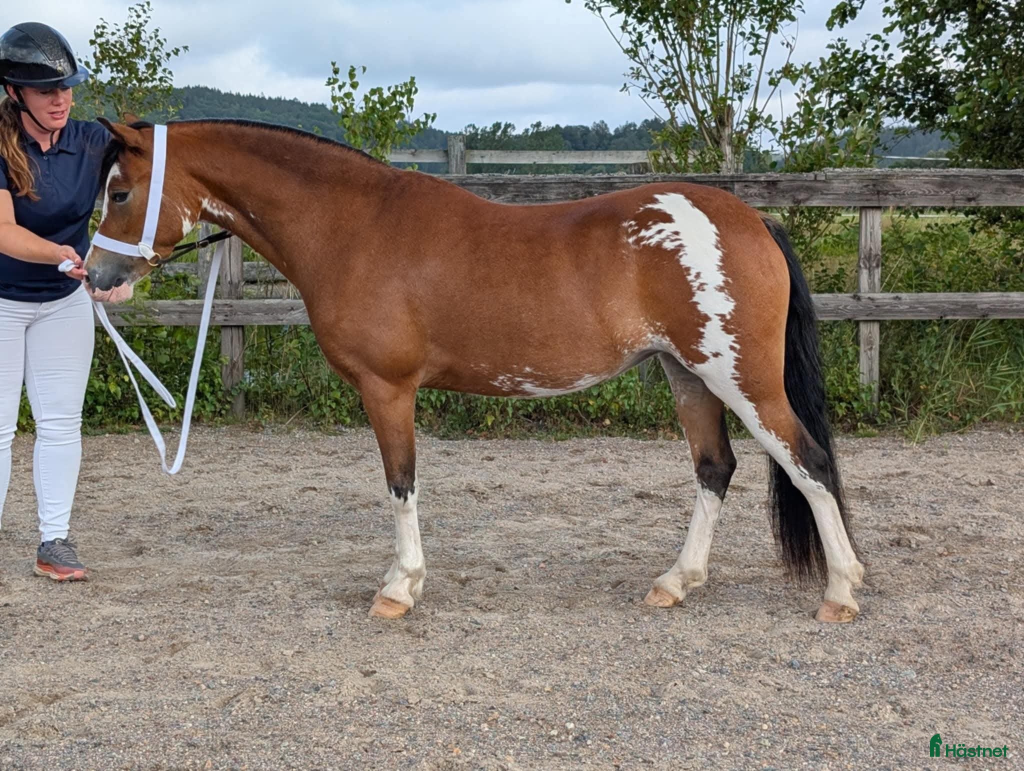  hästar Welsh mountain, sportponny, barnponny, körponny! i Uddevalla - Annons 19