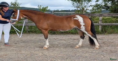  hästar i Uddevalla - Annons 10