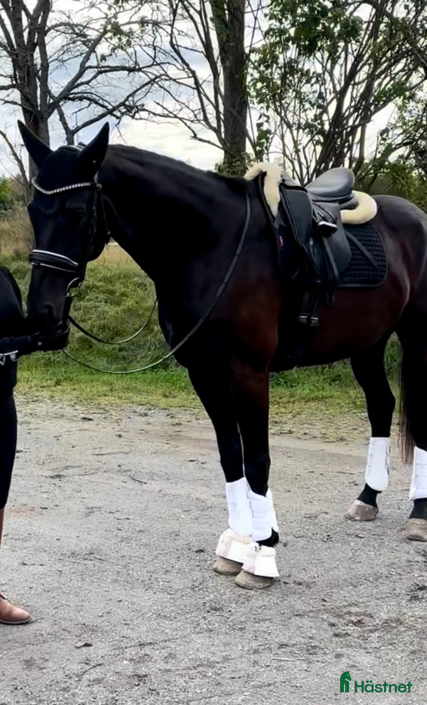  hästar Valack 2018 e Danone i Ingarö - Annons 8