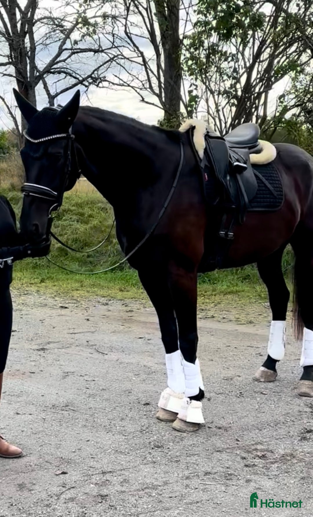 Dressyr hästar till salu: Valack 2018 e Danone i Ingarö - Annons 1