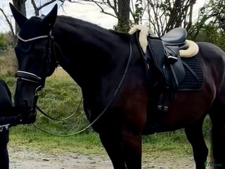 hästar Valack 2018 e Danone i Ingarö - Annons 3