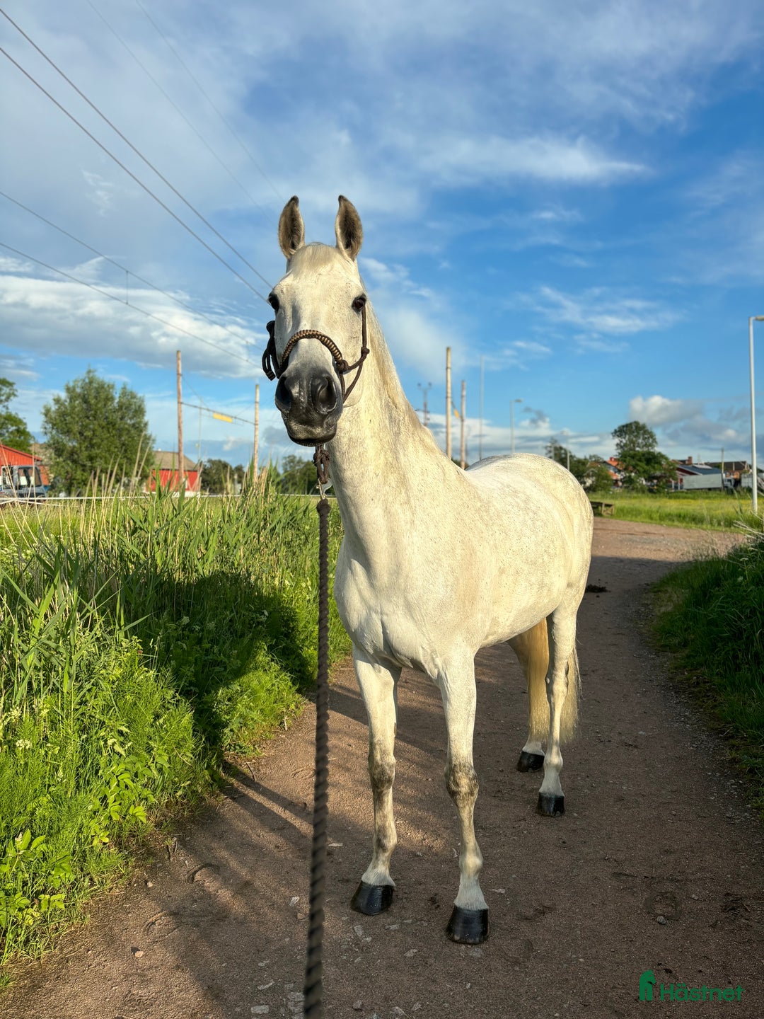 Allround hästar till salu: Fin hopphäst med kapacitet i Göteborg - Bild 7