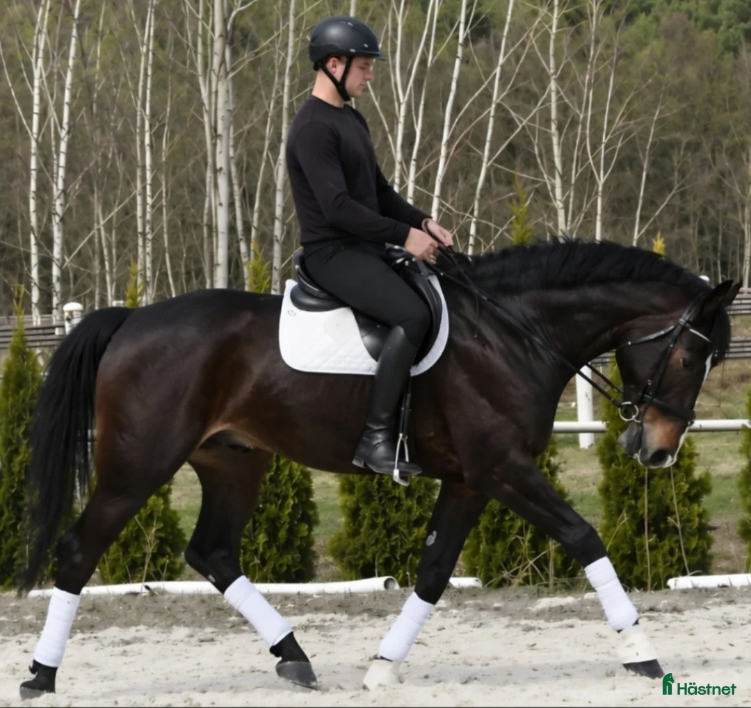 Allround hästar till salu: Stunning Premium Allrounder - Annons 1
