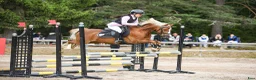 Hoppning hästar till salu: 🌟 Kvalitetsponny🌟 - Annons 1