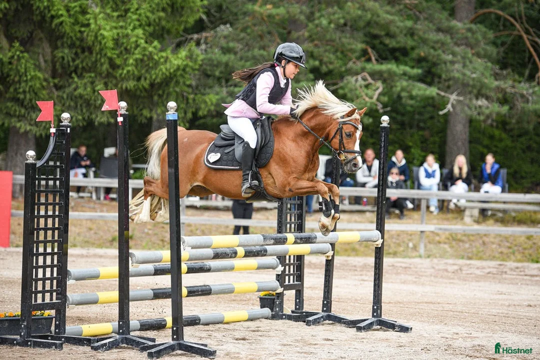 Hoppning hästar till salu: 🌟 Kvalitetsponny🌟 - Annons 1