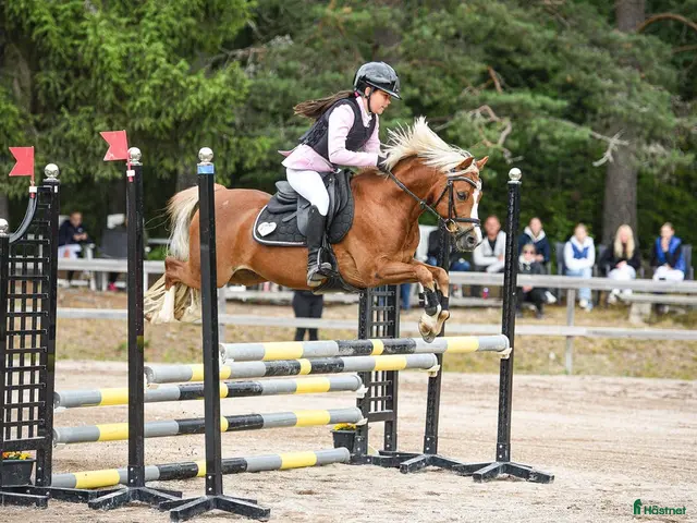 hästar till salu: 🌟 Kvalitetsponny🌟 - Annons 1