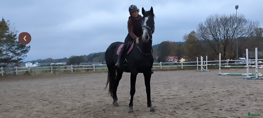 Hoppning hästar till salu: Lyckhems Lupuz  i Fjärås - Annons 3