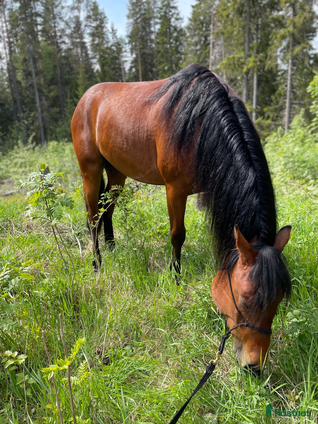  stallplats finnes: Lösdriftsplats med box i Ström i Umeå - Annons 1