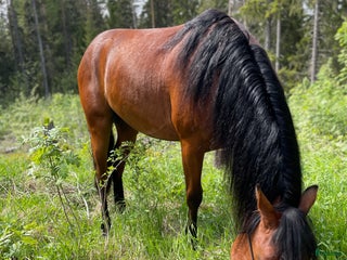 stallplats Lösdriftsplats med box i Ström i Umeå - Annons 7