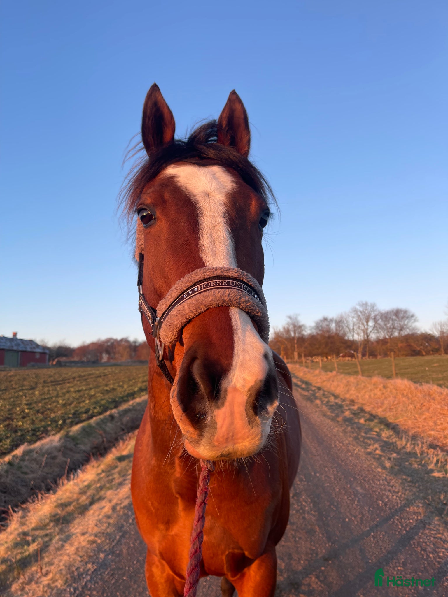  hästar En bästavän och fin allroundhäst  - Annons 7
