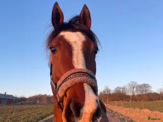 hästar En bästavän och fin allroundhäst - Annons 17