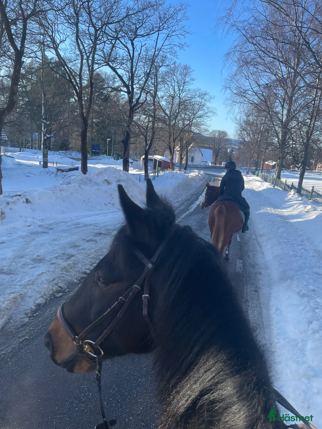 Sällskap hästar till salu: Snäll kompis  - Annons 2