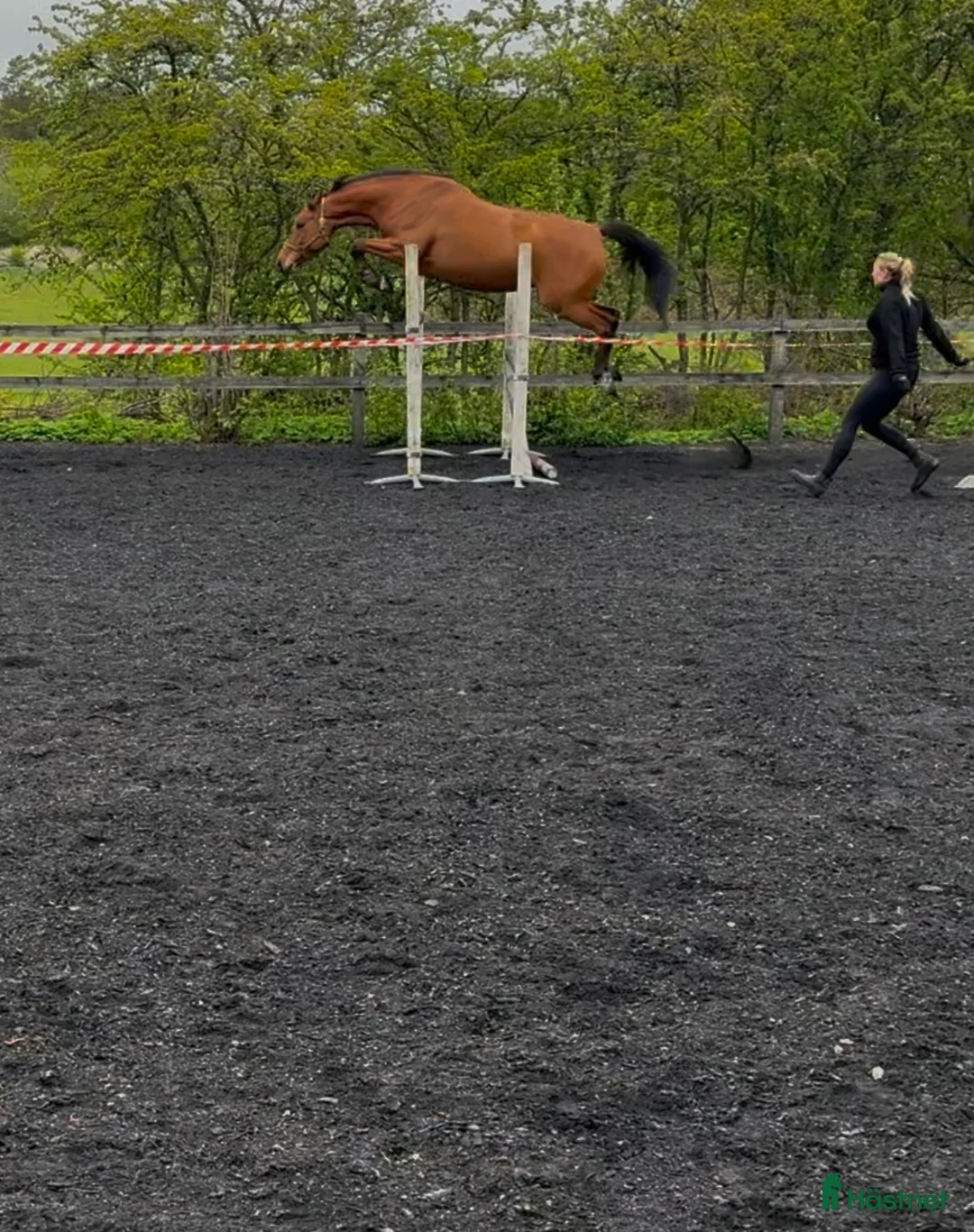 Allround hästar till salu: Fint sto  i Karlshamn - Annons 3