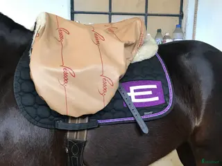 Schabrak & Vojlockar hästutrustning Superfint E logga!💜 - Annons 4