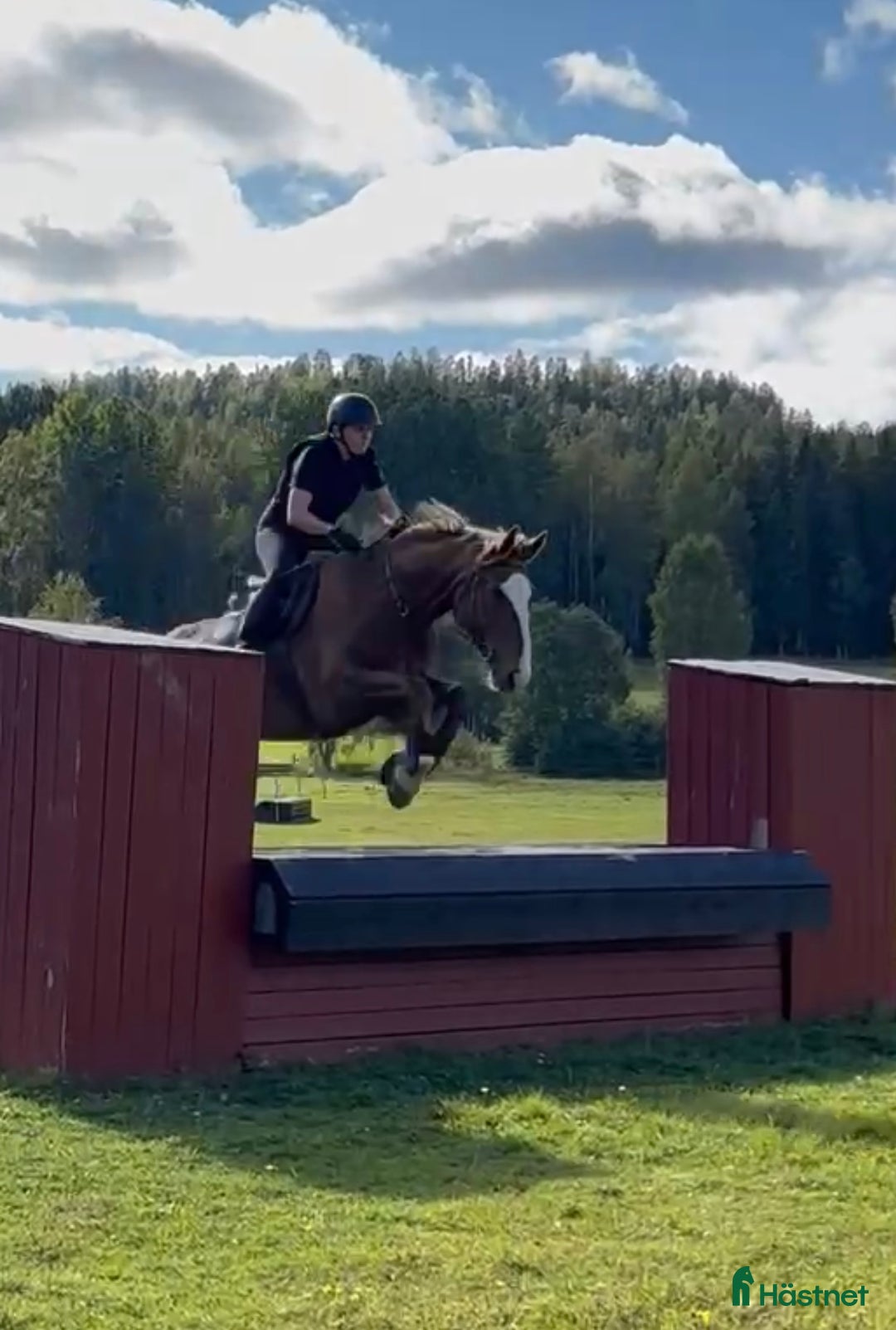 Allround hästar till salu: Häftigt sto för den som är hoppglad  i Hofors - Annons 2
