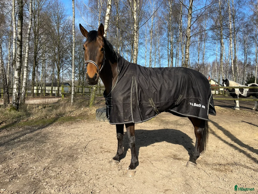 Täcken hästutrustning till salu: BoT Brianna utetäcke 50g - Annons 6