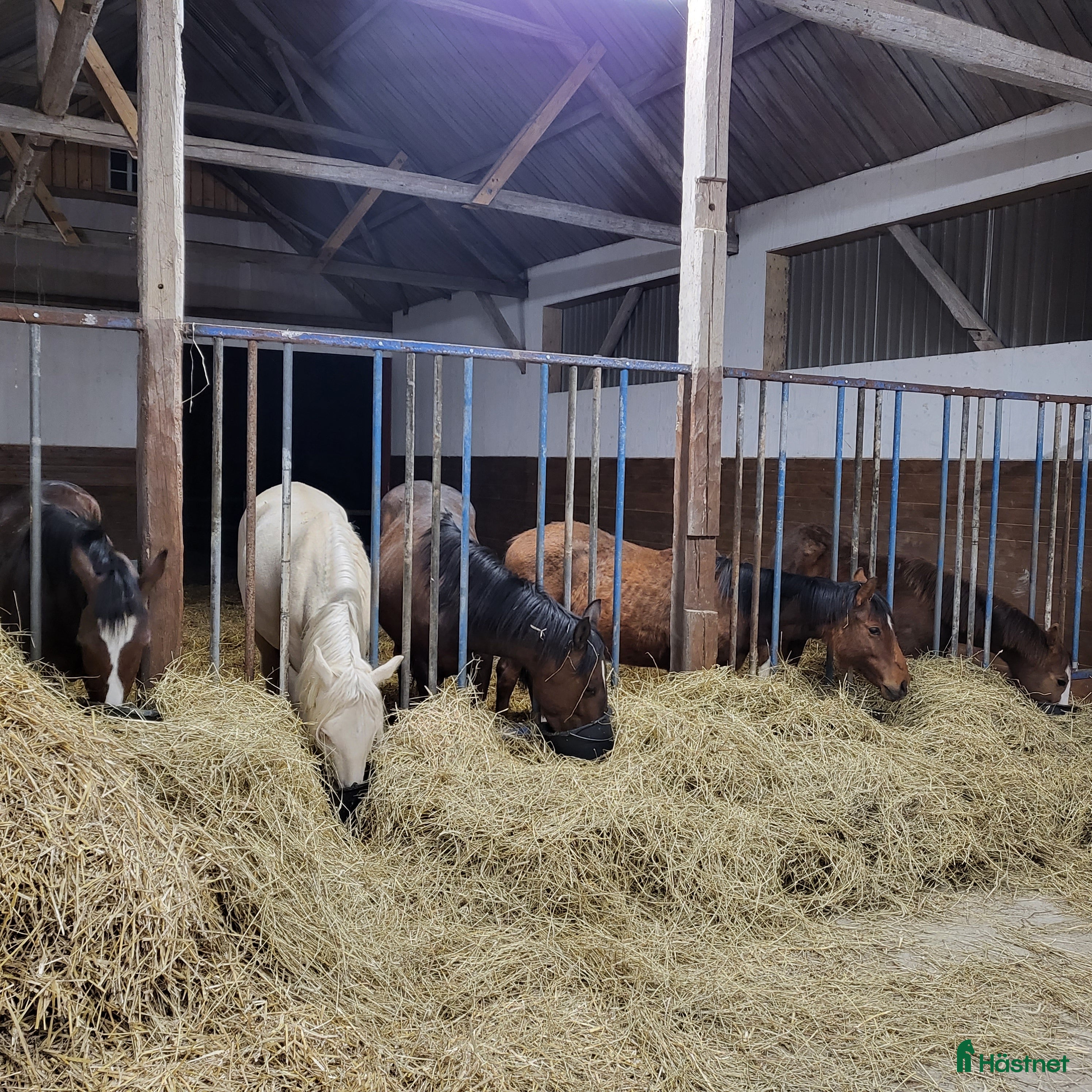  stallplats Lösdrifts- & boxplatser! - Annons 16