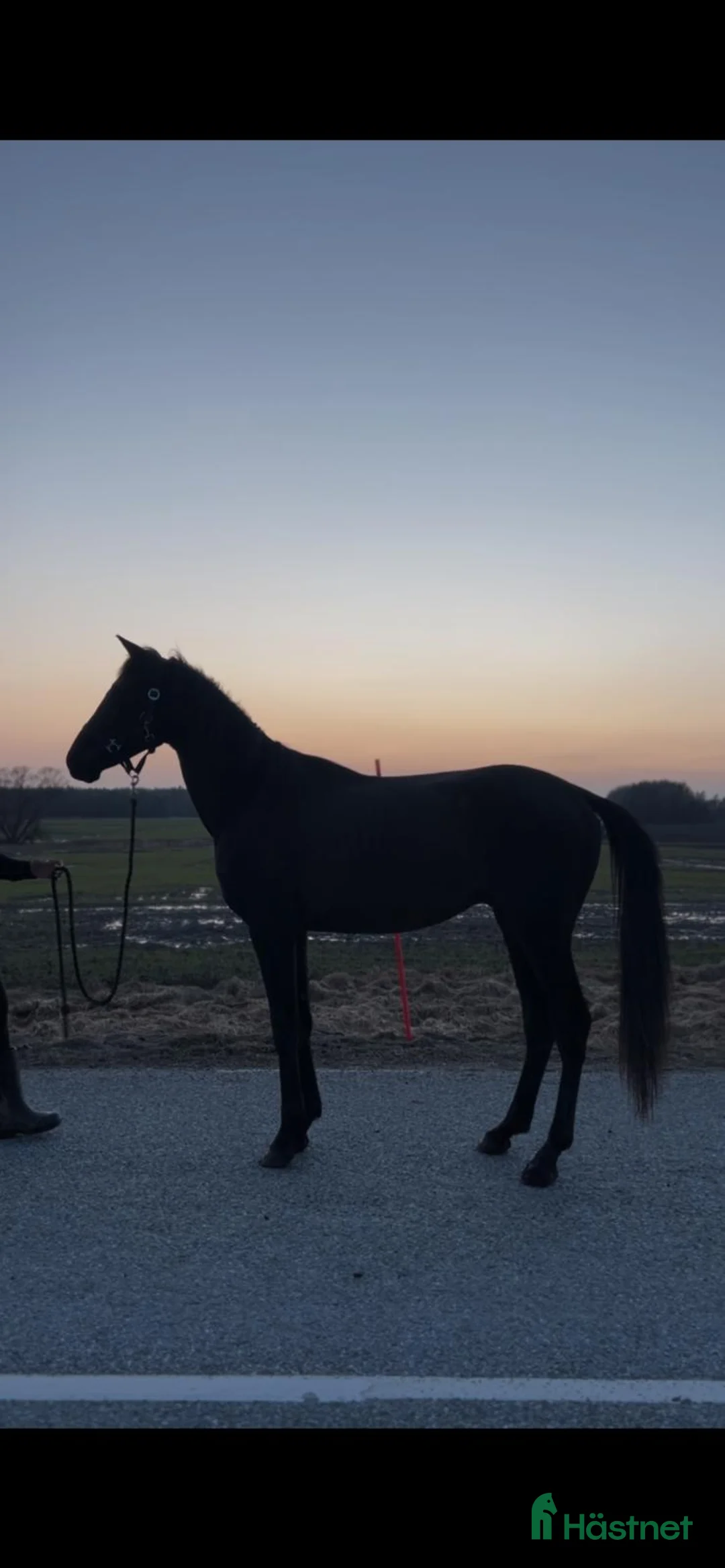 Dressyr hästar till salu: Vackra Svarten - Annons 3