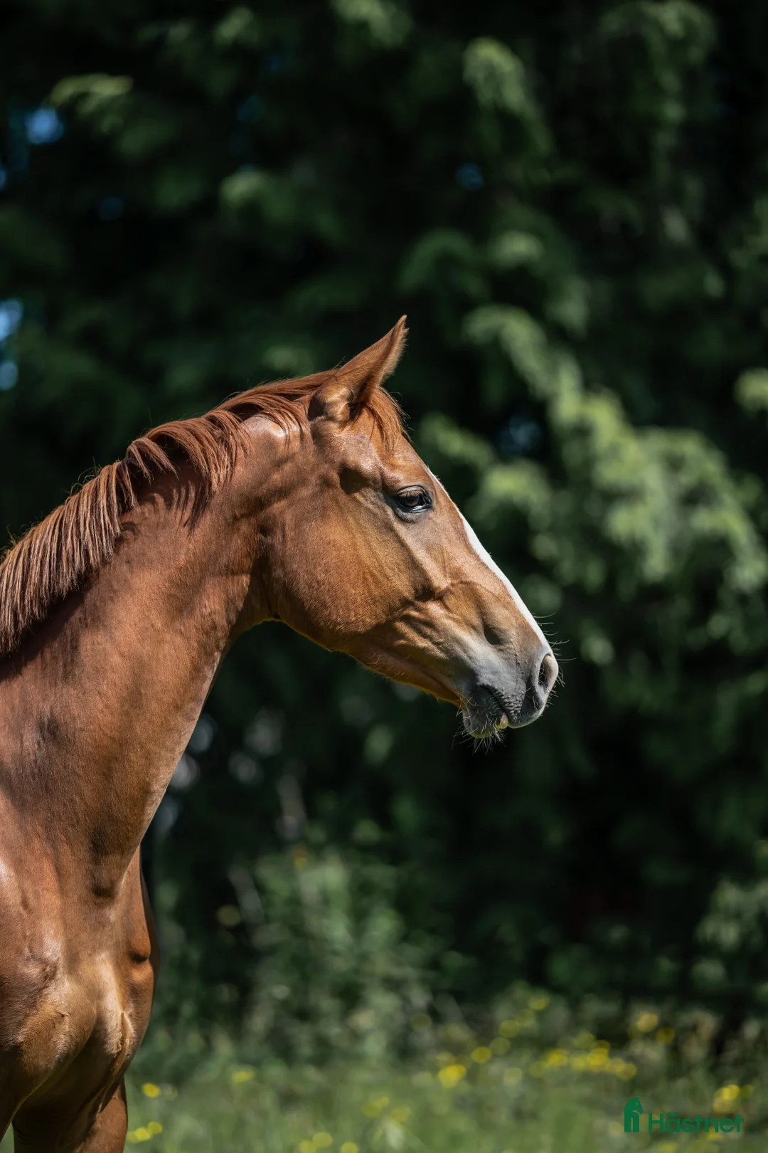 Dressyr hästar till salu: Snygg och lovande treåring! i Kil - Annons 2
