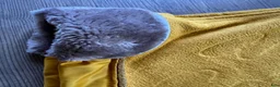 Täcken hästutrustning till salu: Fleece täcke från Eskadron - Annons 3