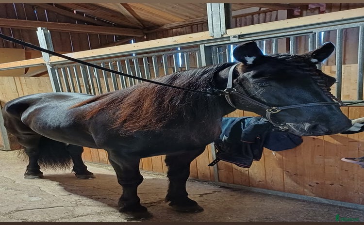  hästar Leasing  i Runhällen - Annons 1