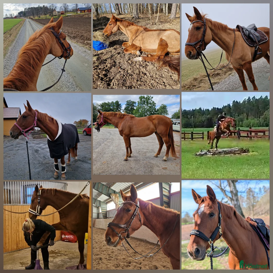 Hoppning hästar till salu: Avelsto 7 år ee. Cardento  - Annons 1