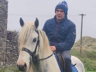 hästar 150 cm gelding i Insjön - Annons 14