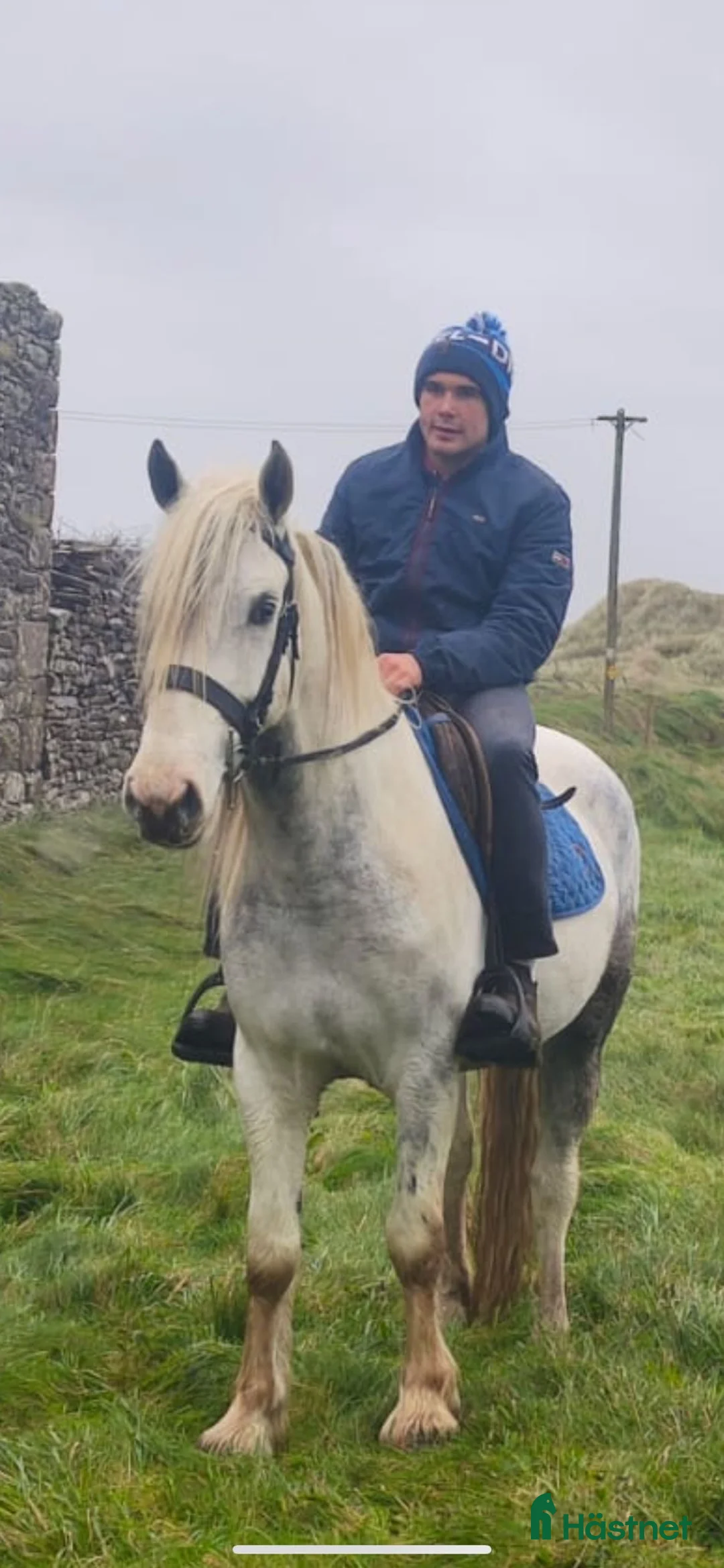 Allround hästar till salu: 150 cm gelding  i Insjön - Annons 1