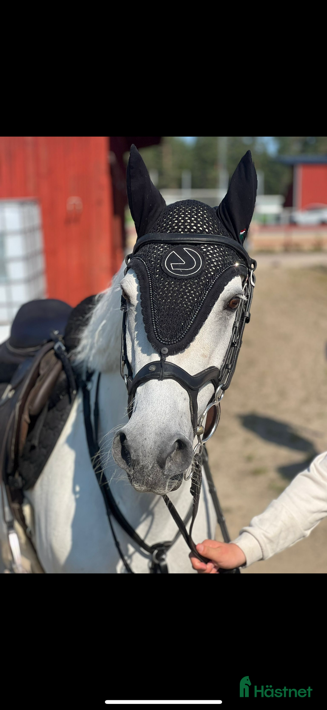 Hoppning hästar till salu: Super fin c ponny connemara  i Delsbo - Annons 3