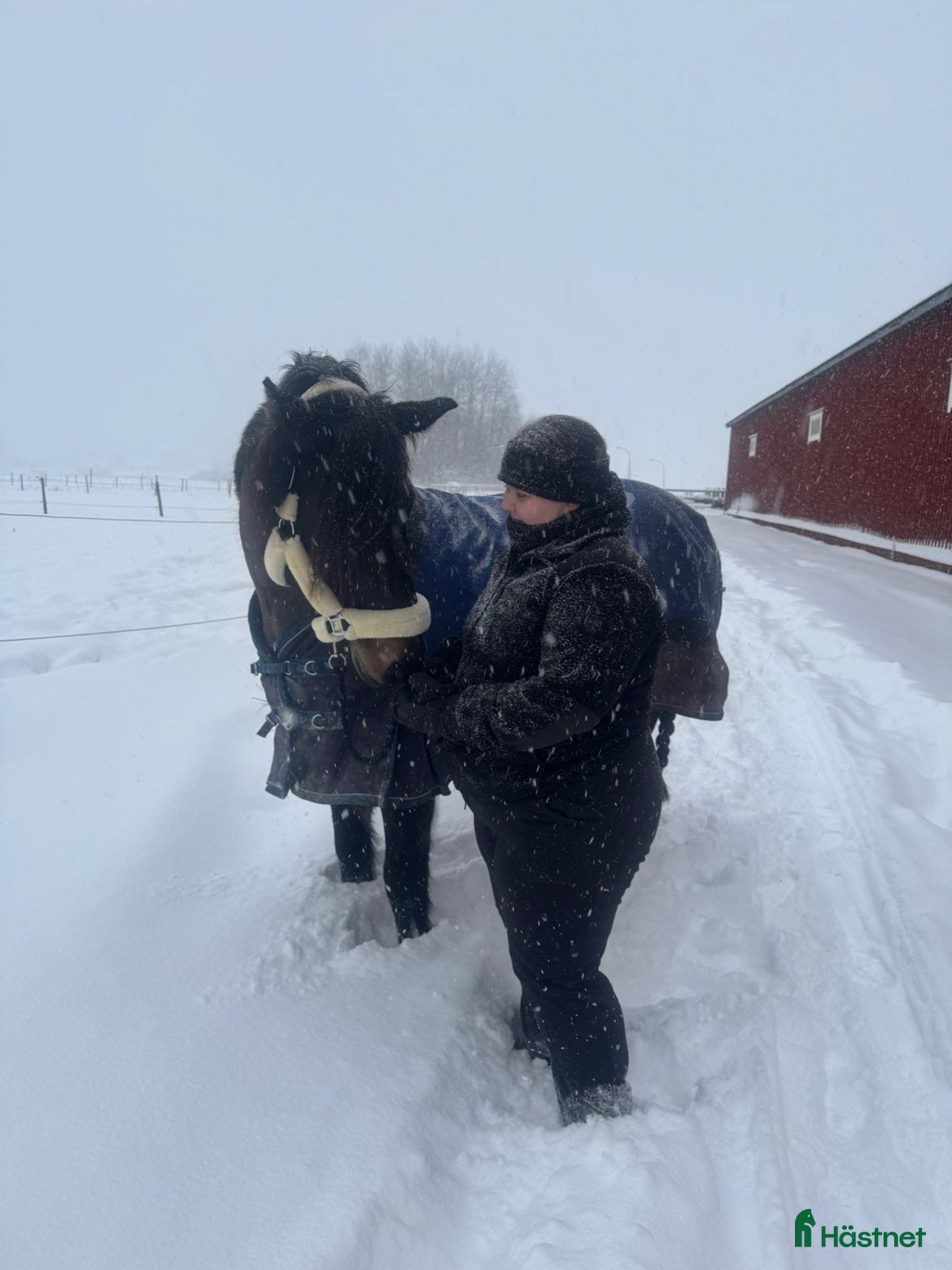  hästjobb 🐴 Söker jobb i stall 🐴 - Annons 1
