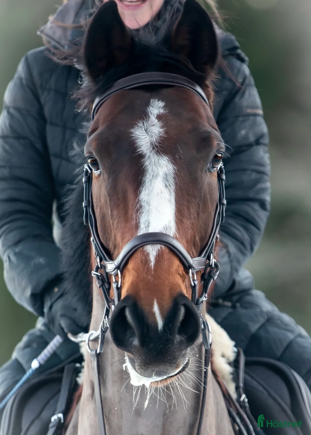 Allround hästar till salu: Pigg och rolig hobbyhäst - Annons 4