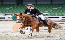 Hoppning hästar till salu: Brave 6 yo mare for jumping i Ekerö - Annons 1