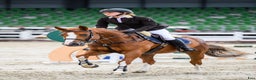 Hoppning hästar till salu: Brave 6 yo mare for jumping i Ekerö - Annons 1