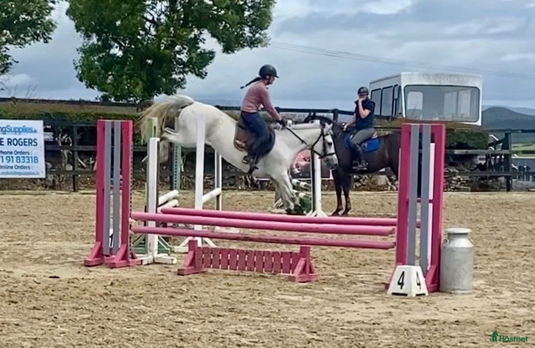 Allround hästar till salu: Selection of Irish ponies i Ljungby - Bild 34