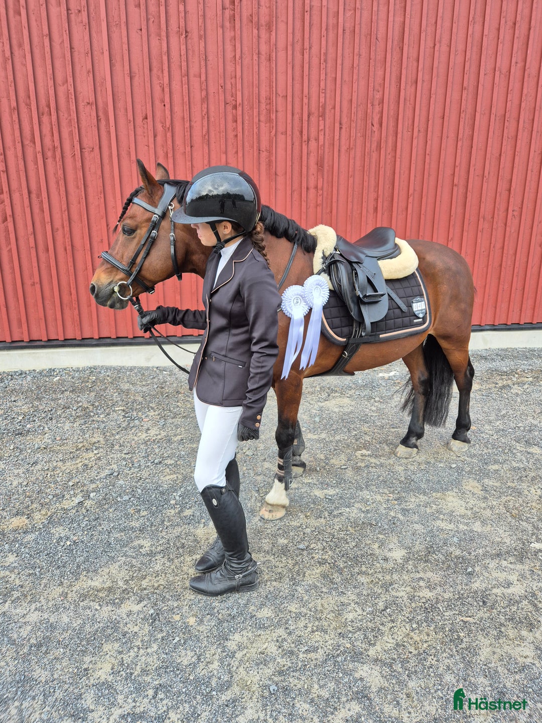 Hoppning hästar till salu: Supermaxad B-ponny i Piteå - Annons 1