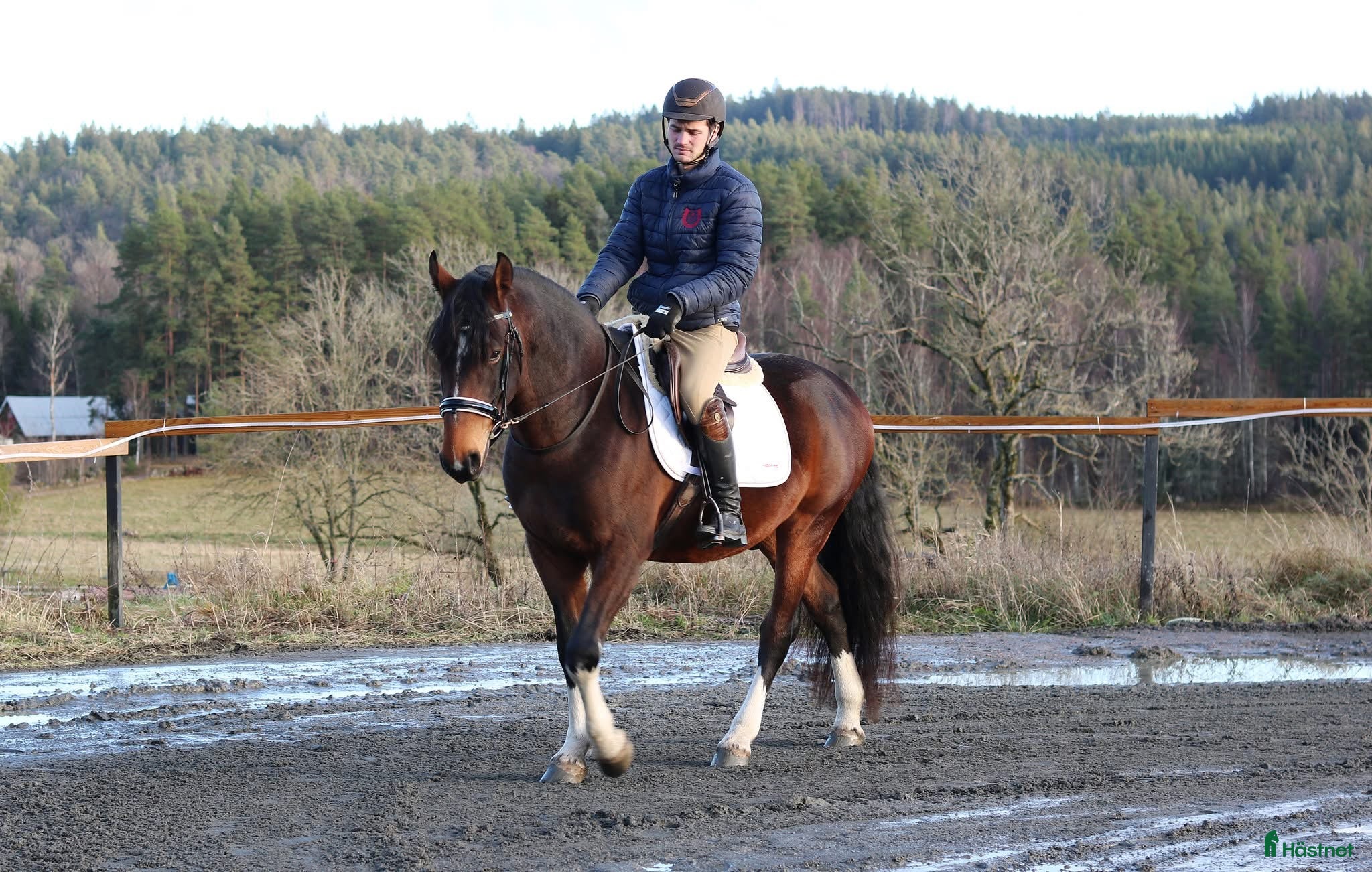  hästar Lovande Lipizzaner valack - Annons 7