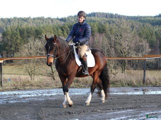 hästar Lovande Lipizzaner valack - Annons 2