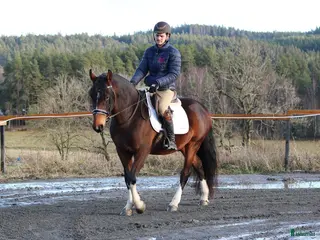 hästar Lovande Lipizzaner valack - Annons 7