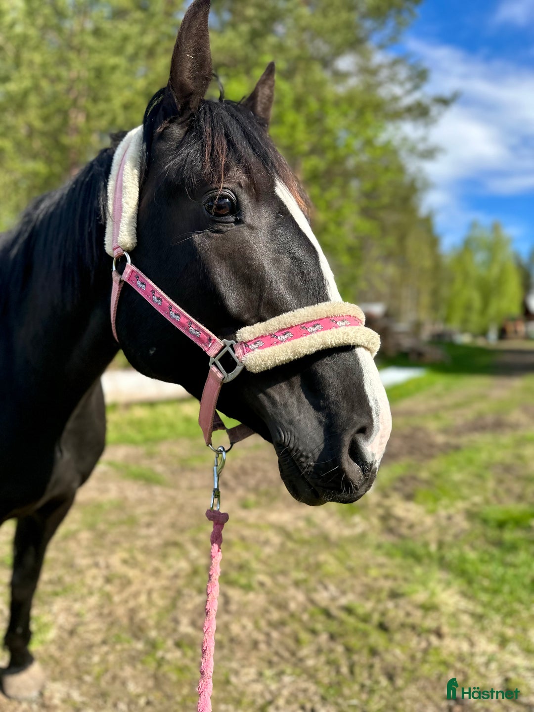 Allround hästar till salu: Varmblods travare  i Kåge - Annons 5