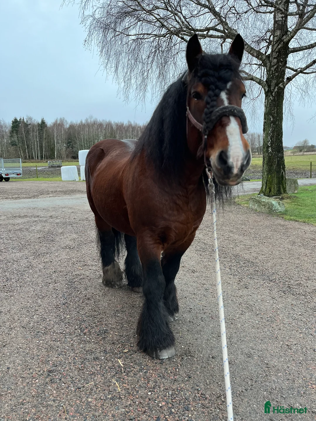 Allround hästar till salu: Ardenner hingst  - Annons 4