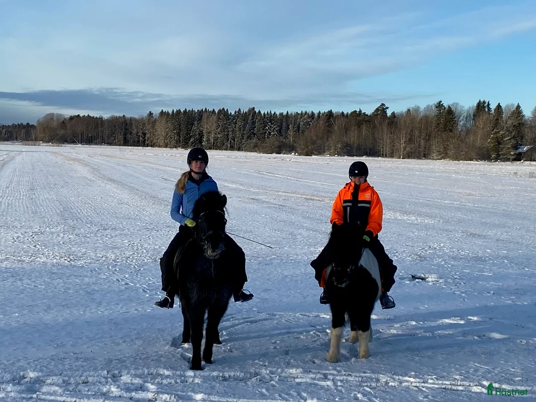 Allround hästar till salu: Underbar valack till salu - Annons 2