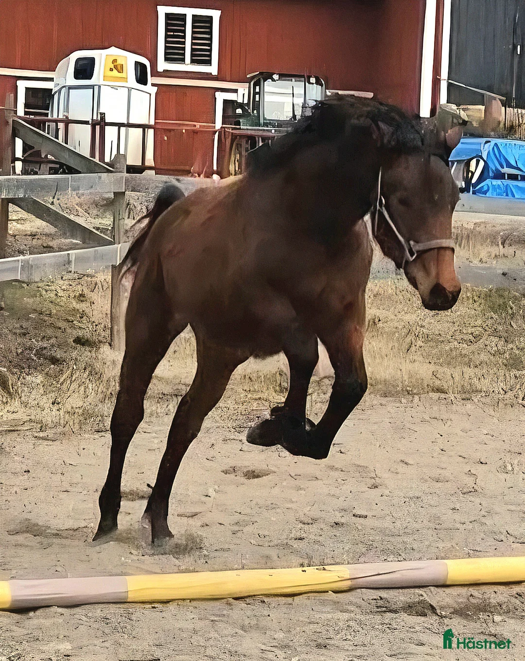 Allround hästar till salu: Härligt ungsto - Annons 2