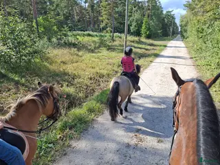 Allround hästar sökes: Större b-ponny som gillar att hoppa🍀 i Visby - Annons 2