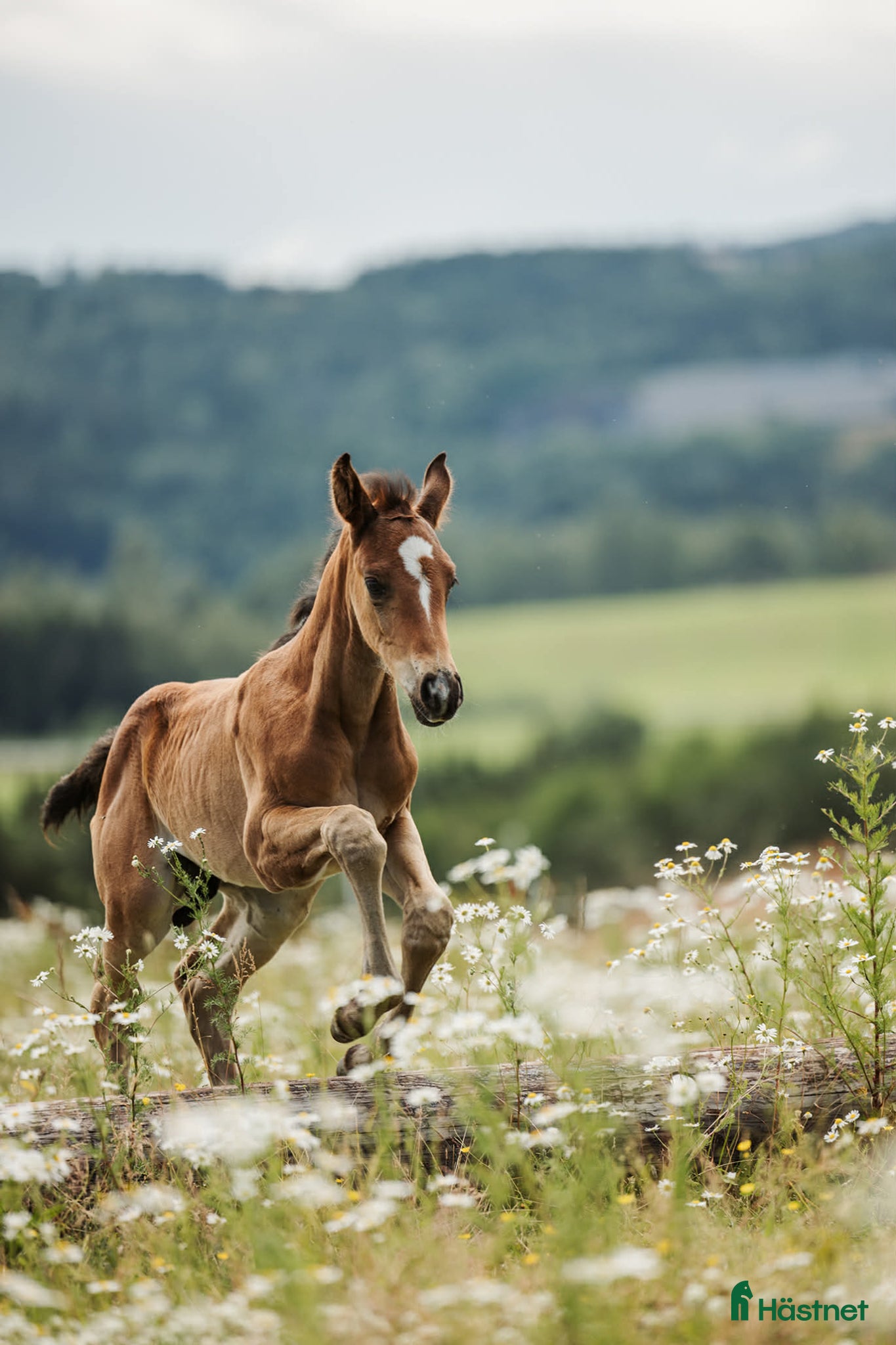  hästar Spännande hoppämne - Annons 16