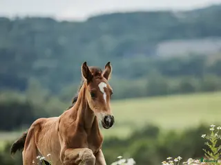 hästar Spännande hoppämne - Annons 16