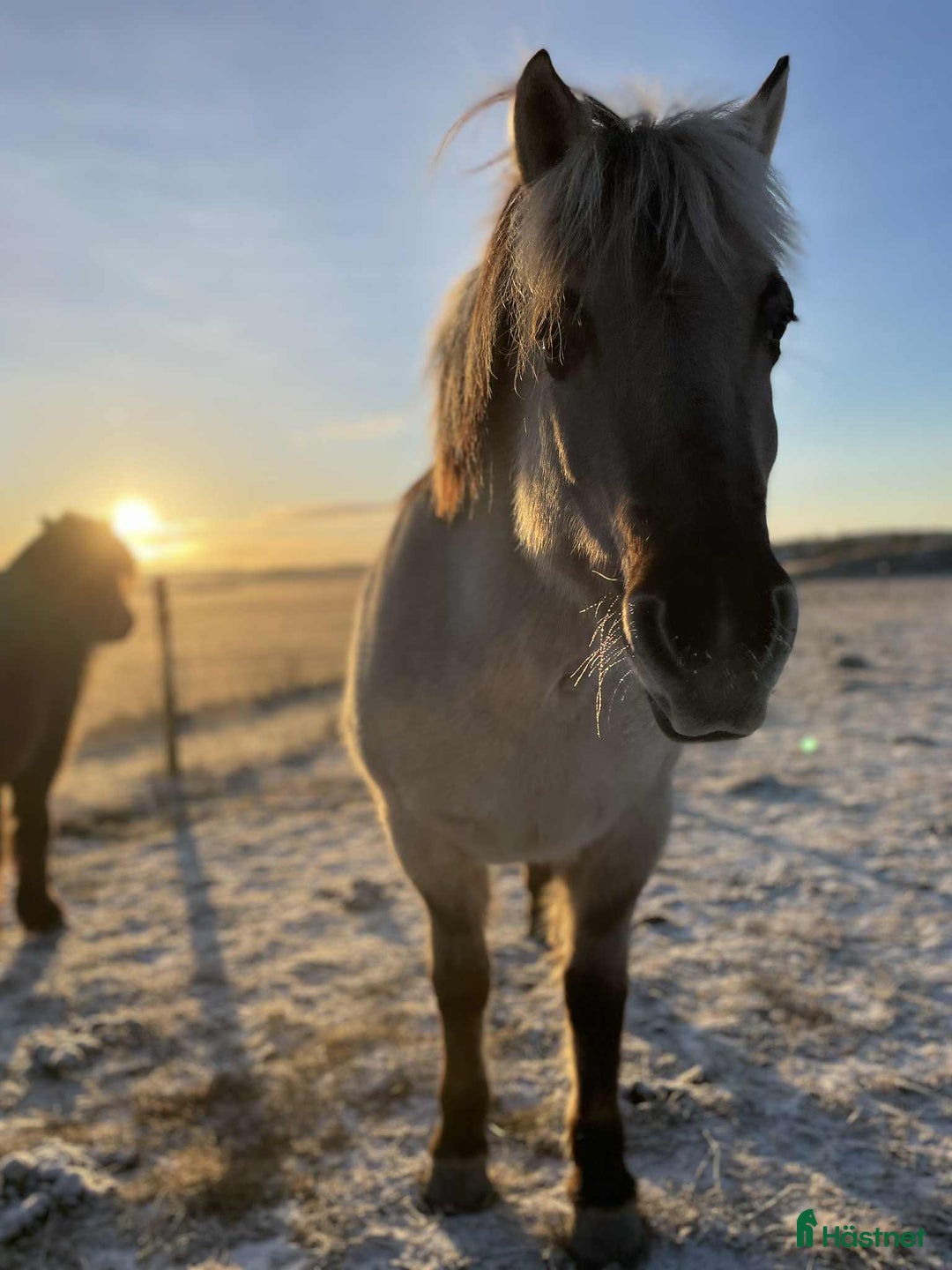 Allround hästar till salu: Viktbärande D-ponny - Annons 2