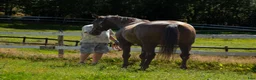 Allround hästar till salu: 5 Års Akhal-Teke Vallak Til Salgs i Raufoss - Annons 10