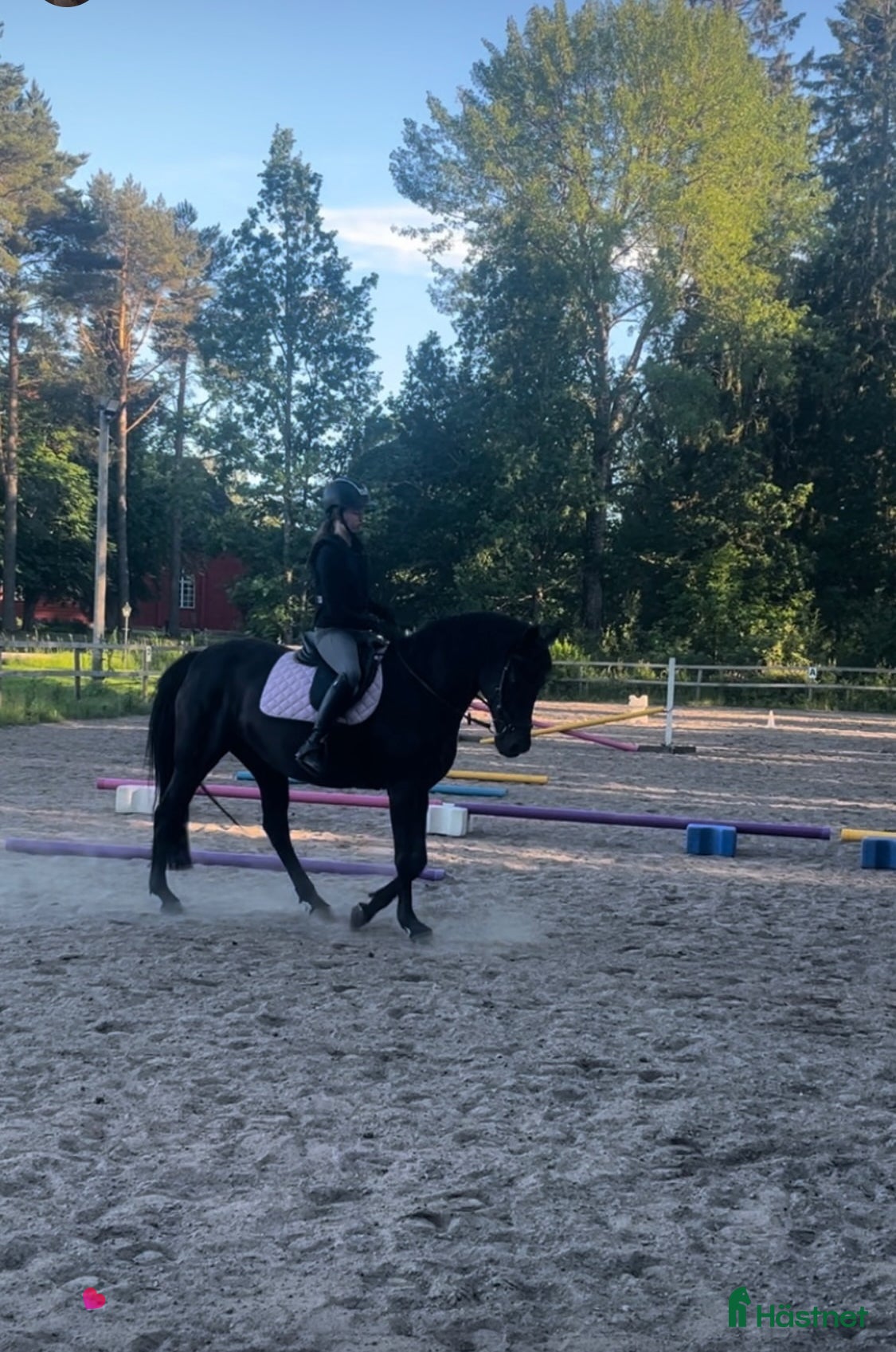  foderhäst Dressyrsto foder/köp - Annons 3